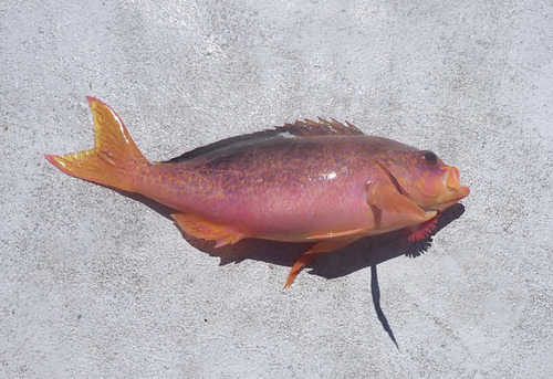 Caprodon longimanus observed 2026-03-07