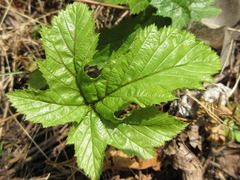 Filipendula glaberrima