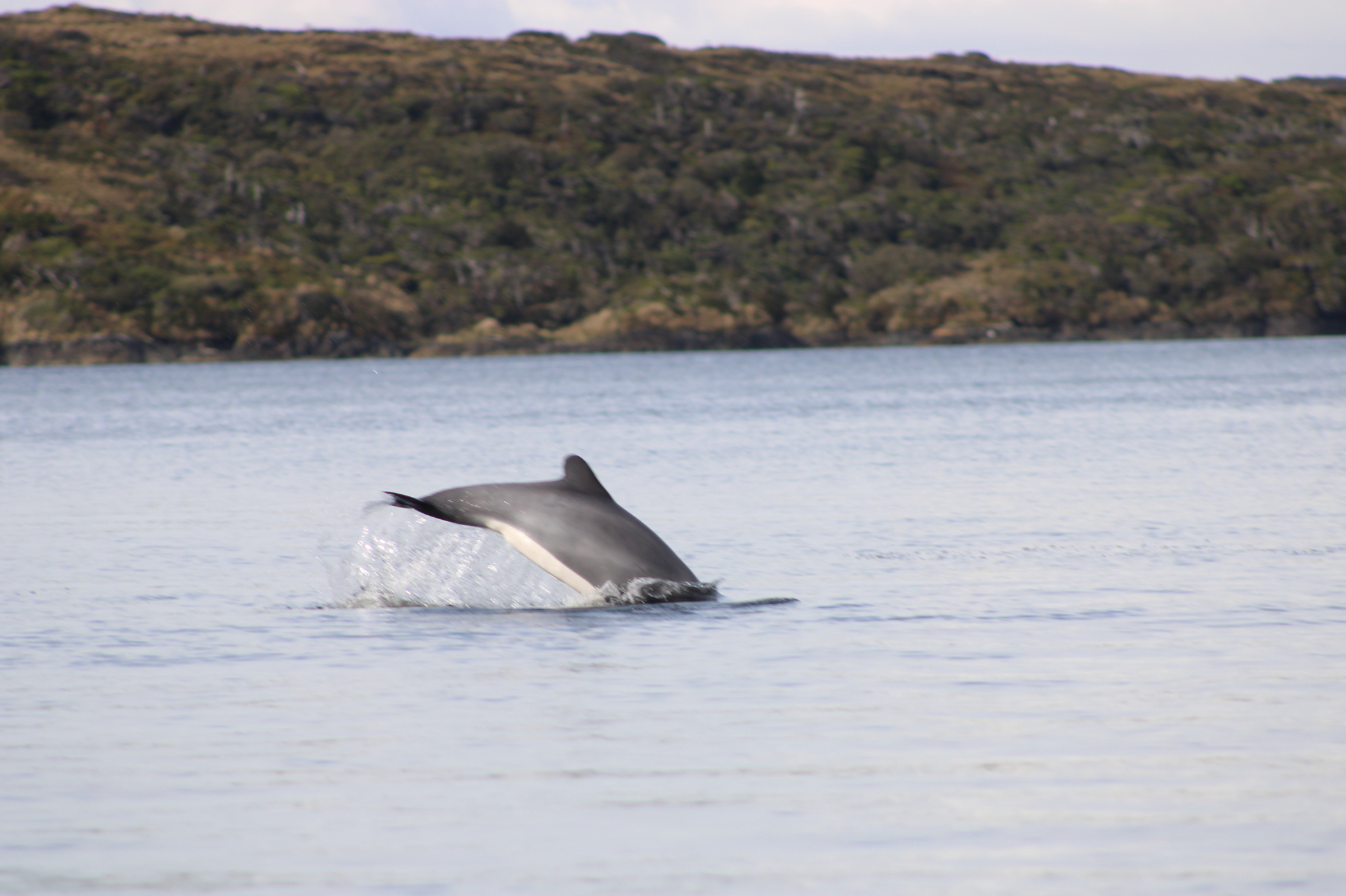 Cephalorhynchus eutropia