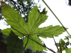 Filipendula glaberrima