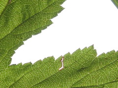Filipendula glaberrima