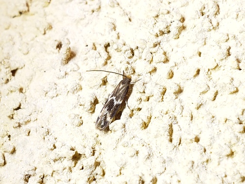 Yellow V Moth photo 2