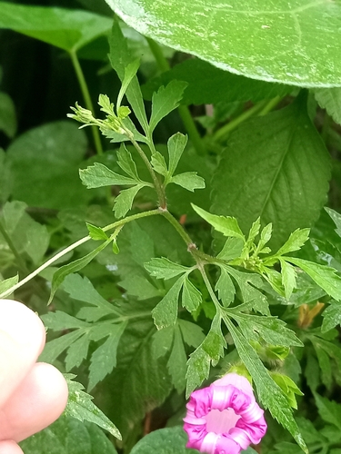 Bidens subalternans (Bidens subalternans)