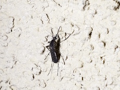 Aedes squamiger