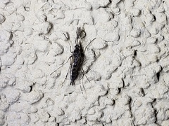 Aedes squamiger