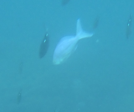 Caprodon longimanus observed 2026-03-08