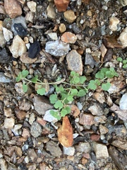 Veronica hederifolia