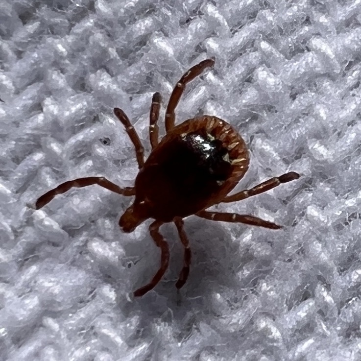 Amblyomma americanum Linnaeus, 1758