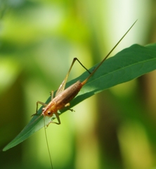 Conocephalus attenuatus