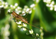 Conocephalus attenuatus