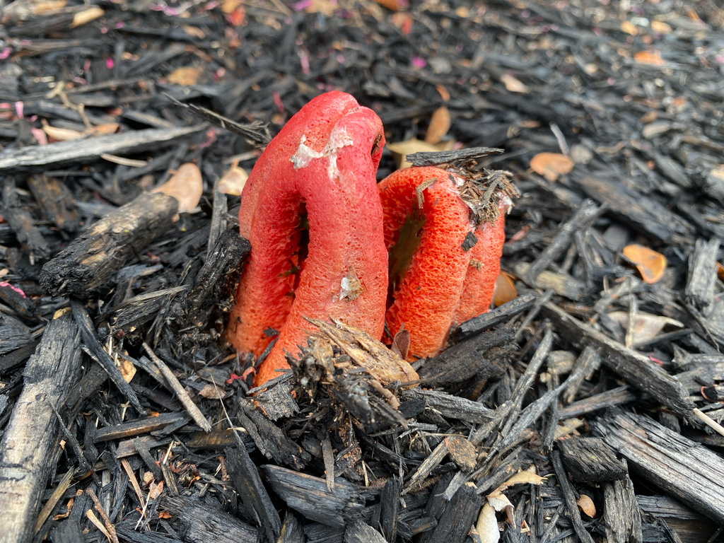 Clathrus columnatus · March 2026 · photo: © ivancumpian (iNaturalist, cc-by)