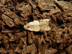 Tracholena sulfurosa