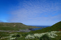 Pleurophyllum hookeri