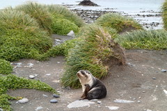 Arctocephalus tropicalis