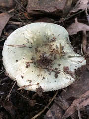 Russula viridis