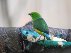 Chlorophonia cyanea