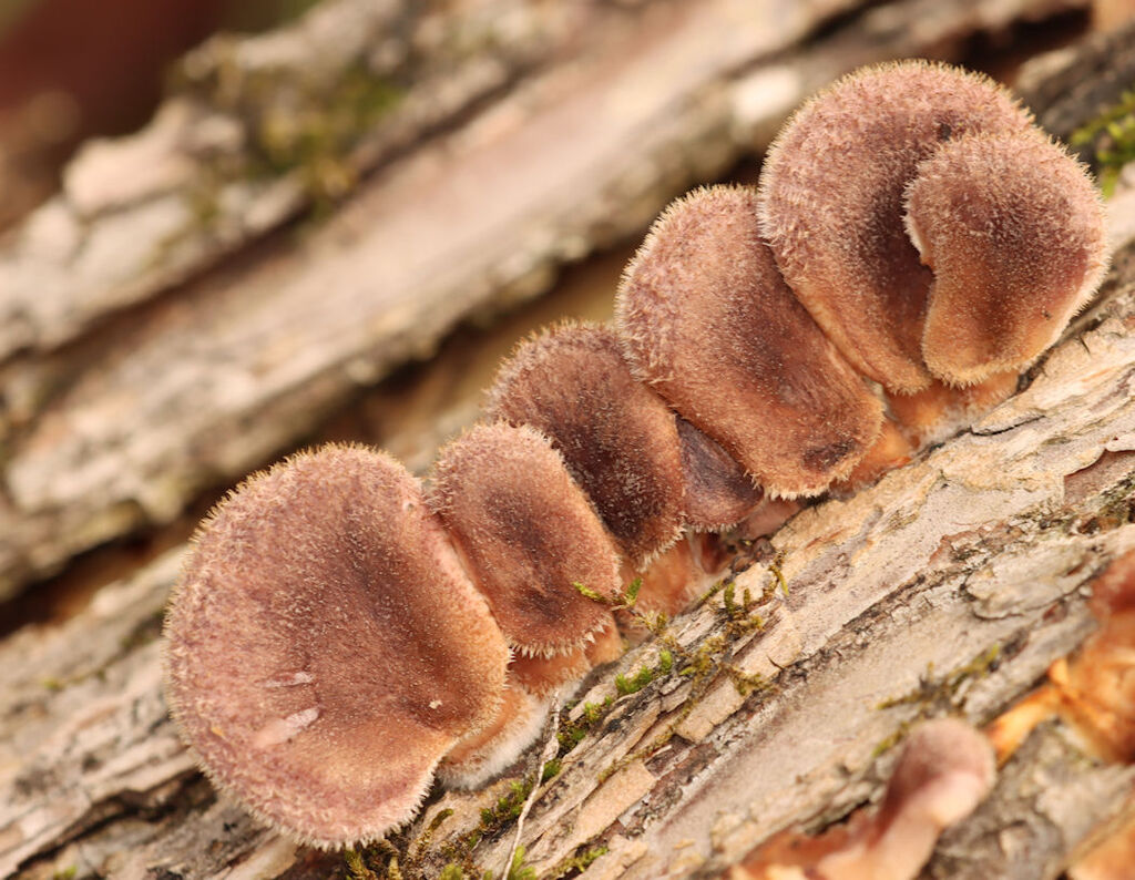 Panus lecomtei