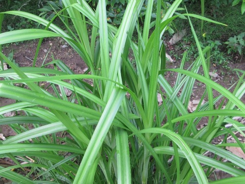 Scirpus asiaticus × Scirpus wichurae iNat (3)