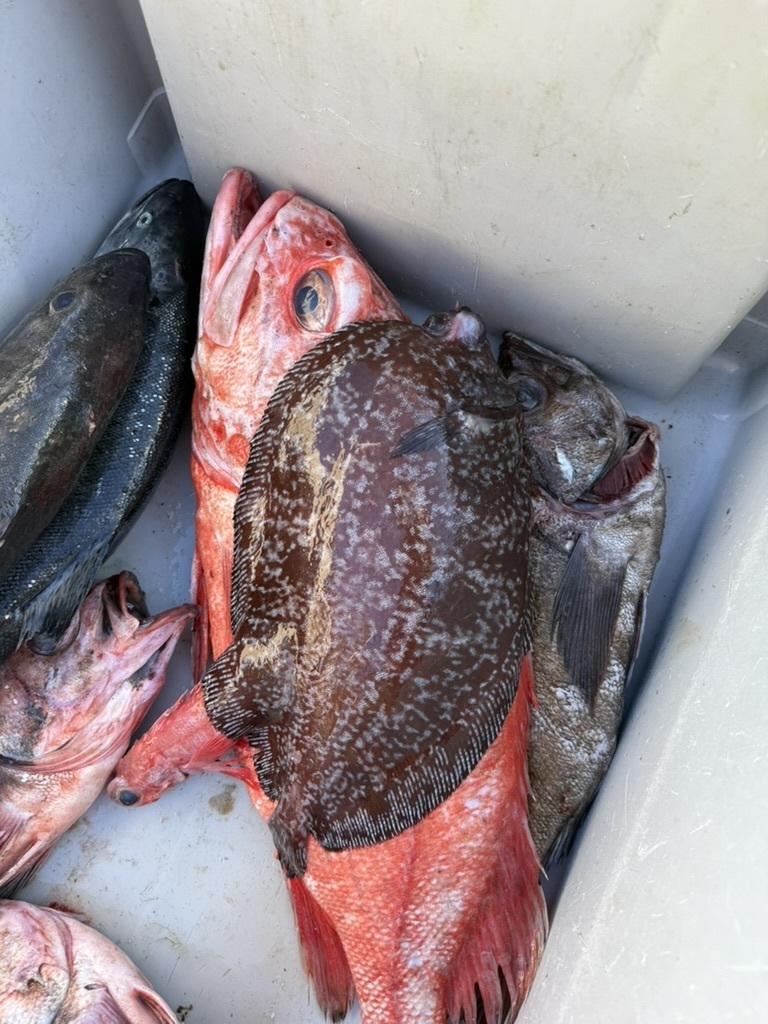 Diepzee-tongschar (Embassichthys bathybius) — Pleuronectidae