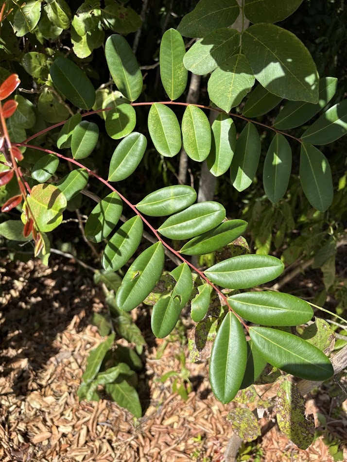 Foto de Simarouba glauca DC.
