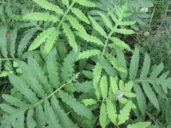 Onoclea sensibilis interrupta