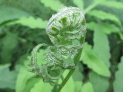 Onoclea sensibilis interrupta