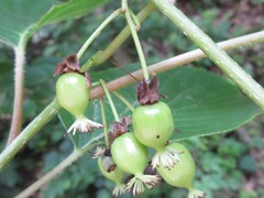 Actinidia arguta