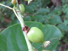 Actinidia arguta