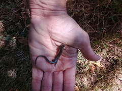 Aspronema dorsivittatum