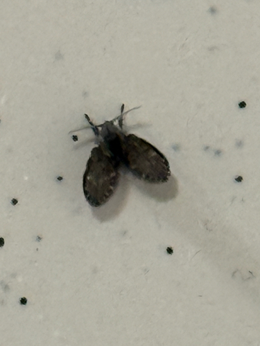Unknown species found near Aquarius Agora Dr, Orlando, FL, US