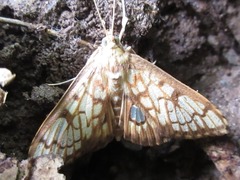 Neoanalthes contortalis