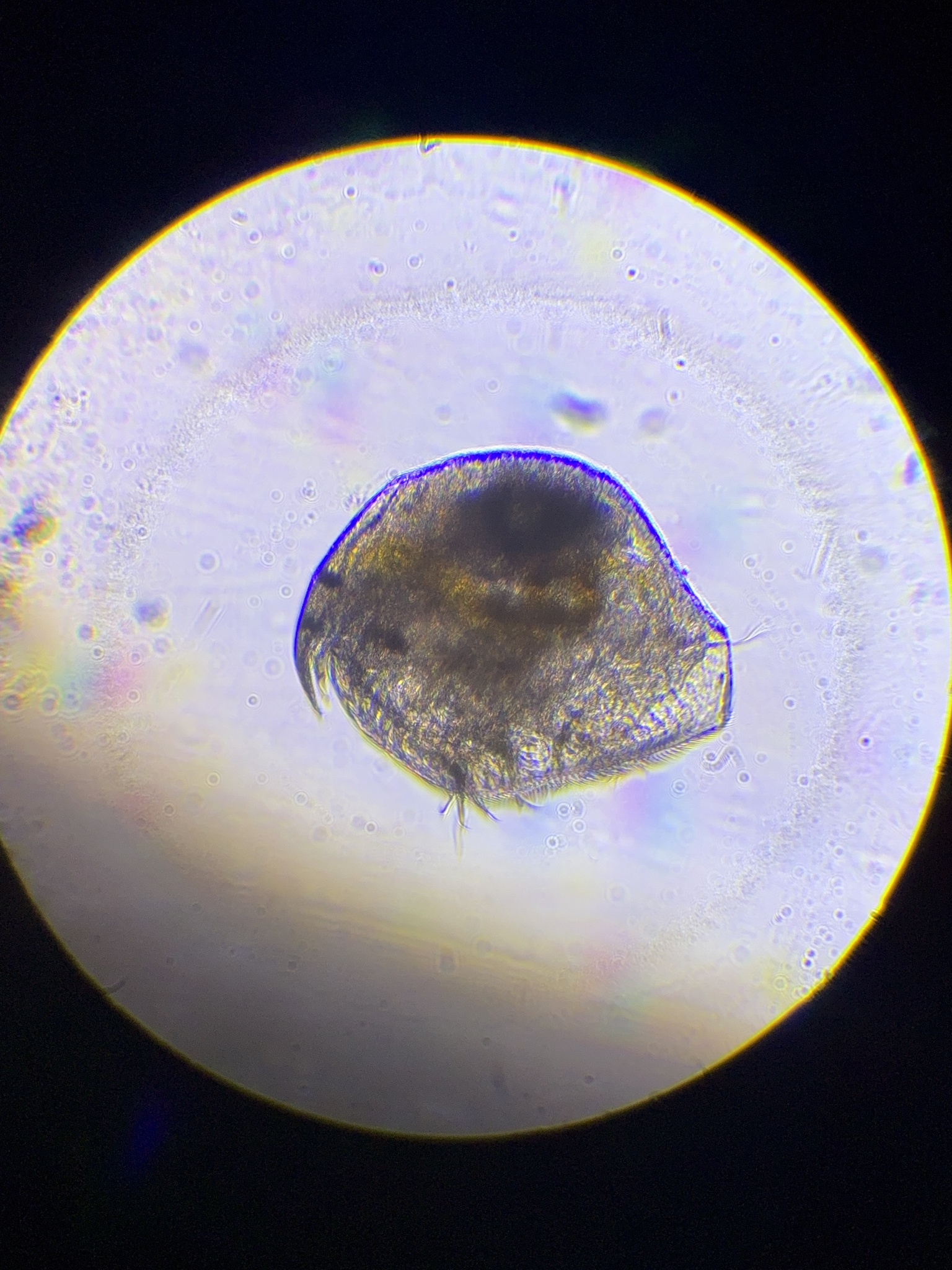 Pleuroxus aduncus (Jurine, 1820)