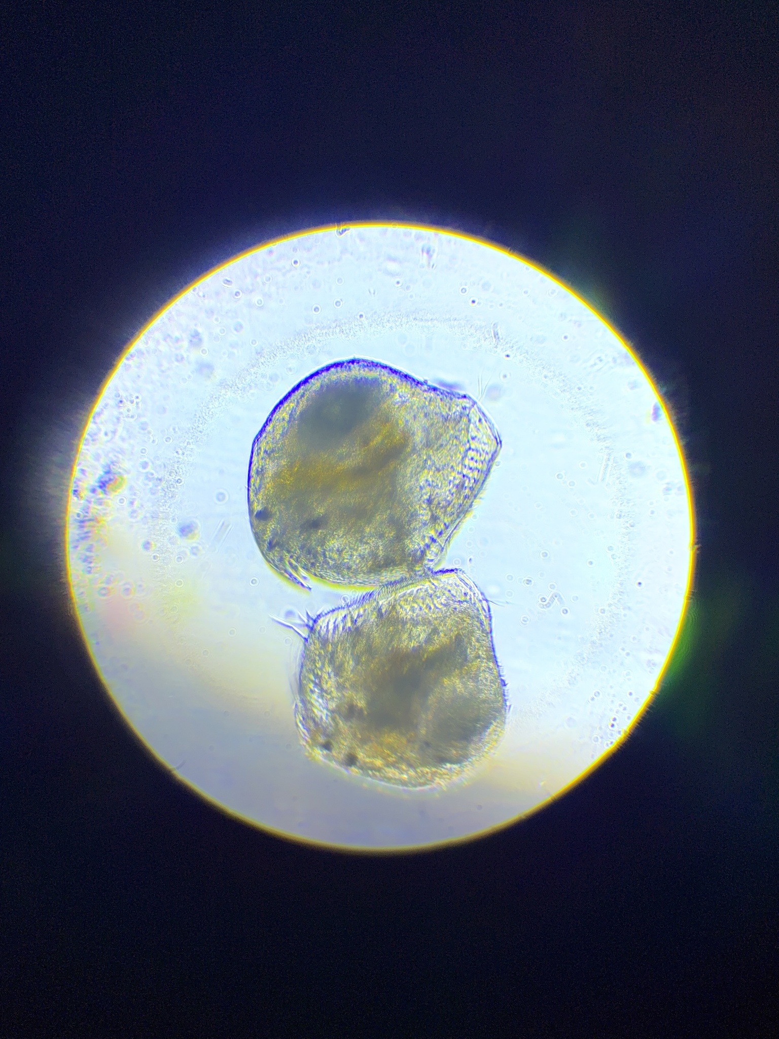 Pleuroxus aduncus (Jurine, 1820)