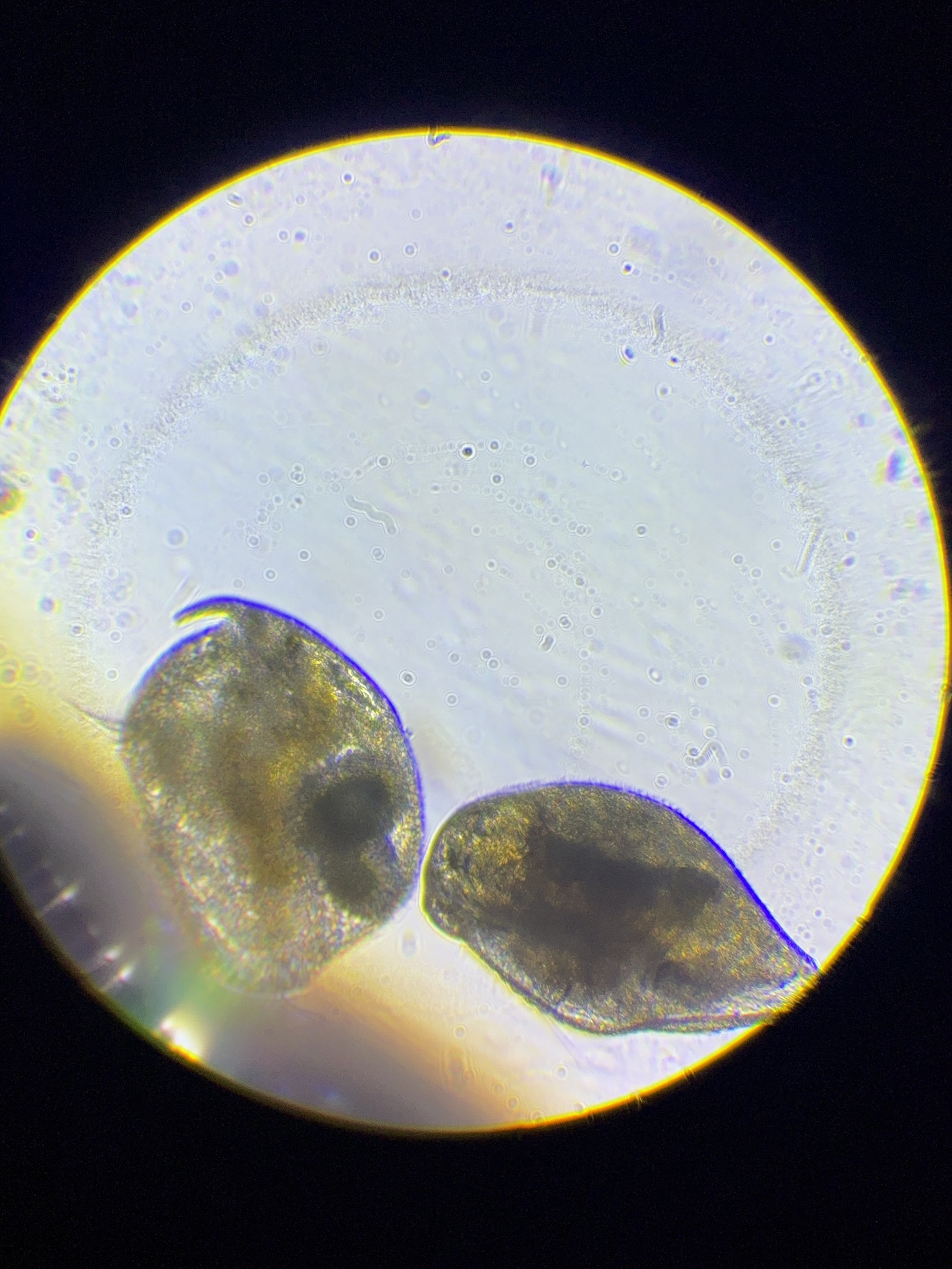 Pleuroxus aduncus (Jurine, 1820)