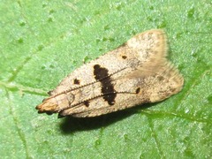 Deltophora fuscomaculata