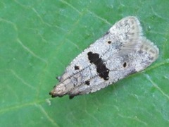 Deltophora fuscomaculata