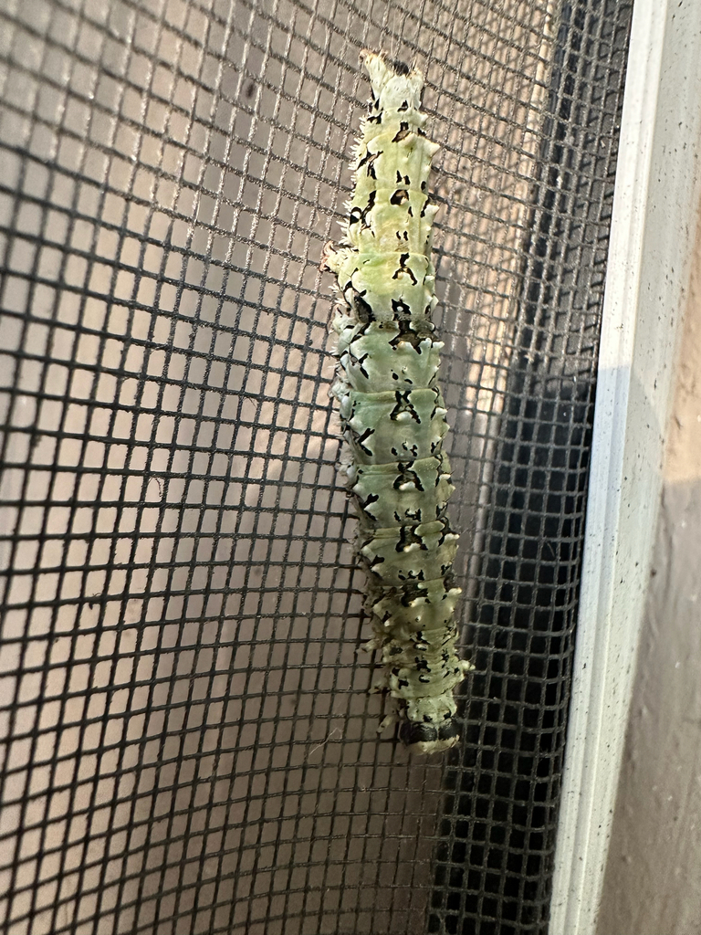 Ilia underwing (Catocala ilia)
