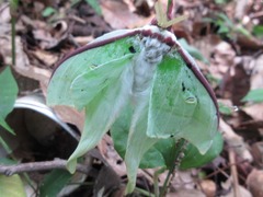 Actias