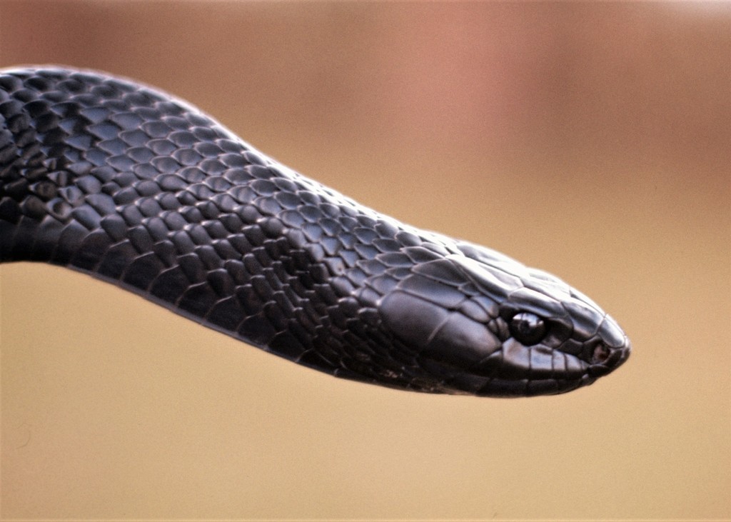 Eastern Indigo Snake