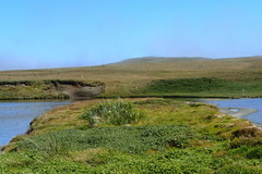 Poa foliosa
