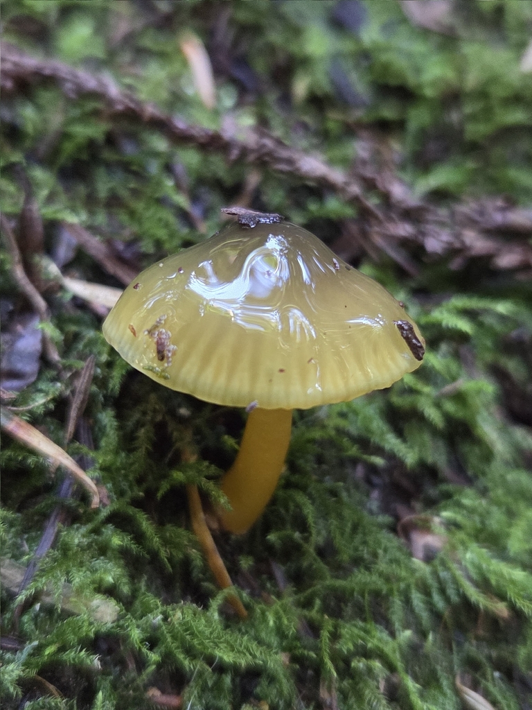 Gliophorus psittacinus · March 2026 · photo: © mandymushii (iNaturalist, cc-by)