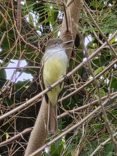 Grenada Flycatcher (Myiarchus nugator), photo 4