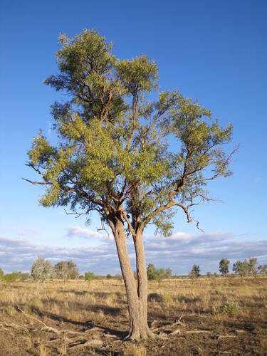 Cattle Bush (Alectryon oleifolius)