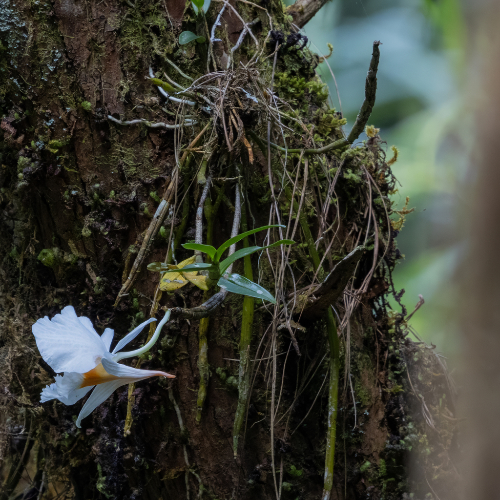 Dendrobium infundibulum