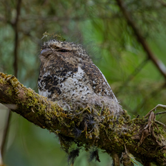 Hodgson's Frogmouth photo 2