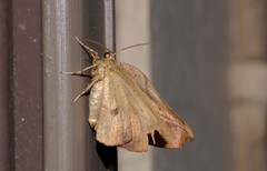 Xenomusa metallica