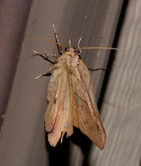 Xenomusa metallica