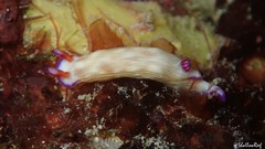 Hypselodoris violabranchia