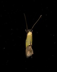 Opogona protodoxa