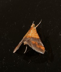 Tetracona amathealis